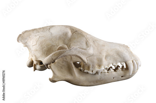 Skull of wild grey wolf  lateral view isolated on a white background. Closed mouth. Focus on full depth. 