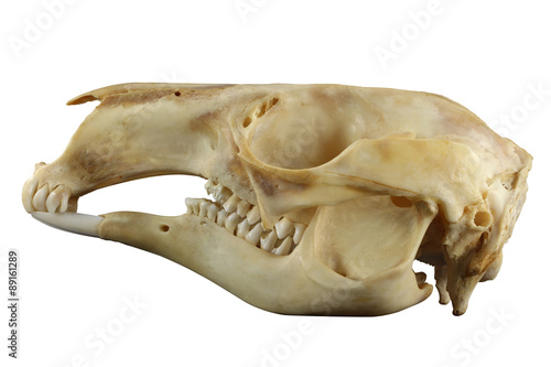 Skull of kangaroo lateral view isolated on a white background. Closed mouth. Focus on full depth.