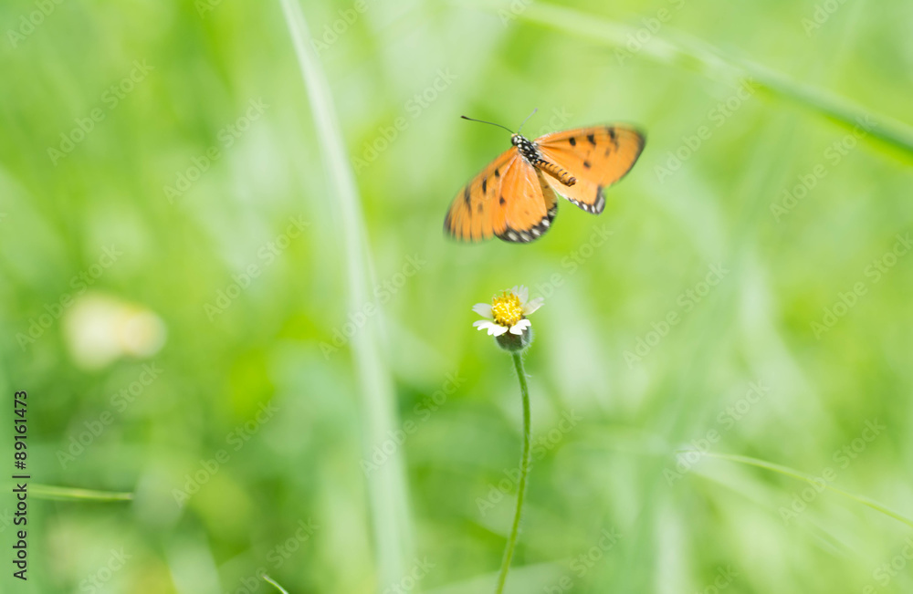 Butterfly sucking nectar from flowers. Butterfly sucking nectar from flowers.