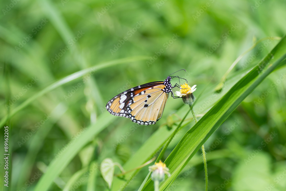 Butterfly sucking nectar from flowers. Butterfly sucking nectar from flowers.