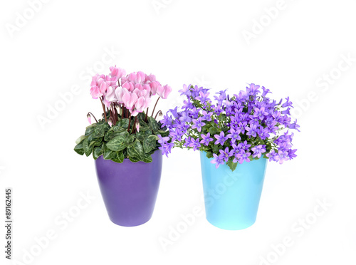 Pink cyclamen and bluebells in a flower pot  © Ana Tramont
