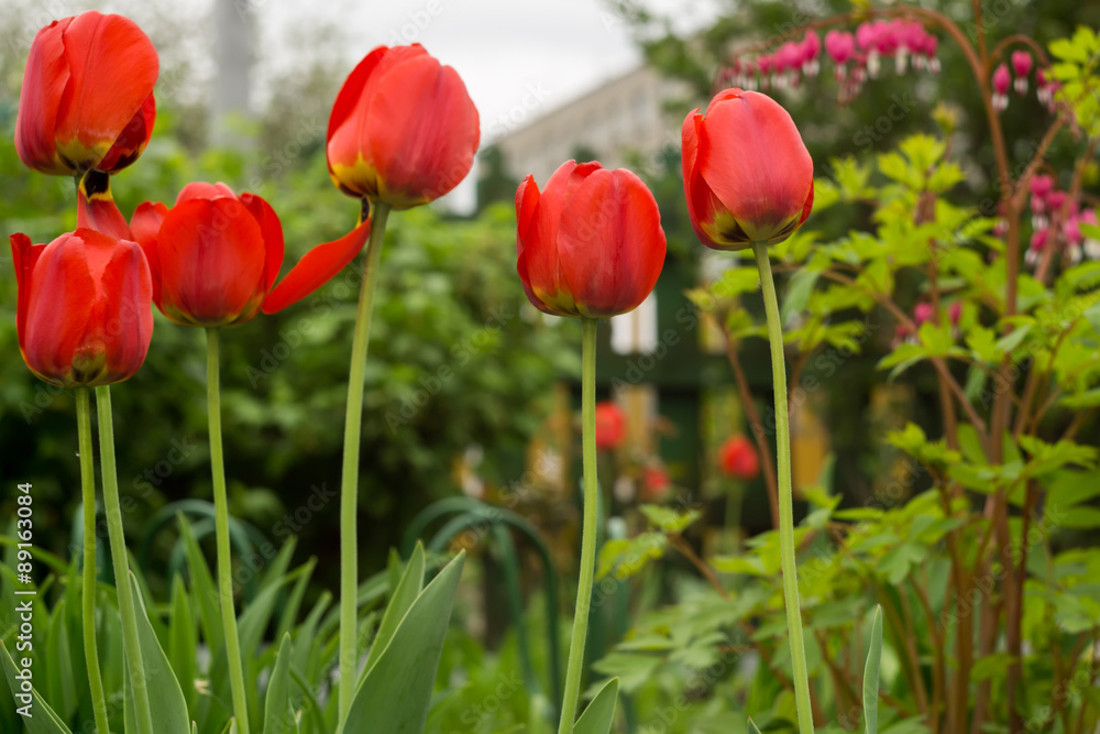 Red Tulips in the Garden