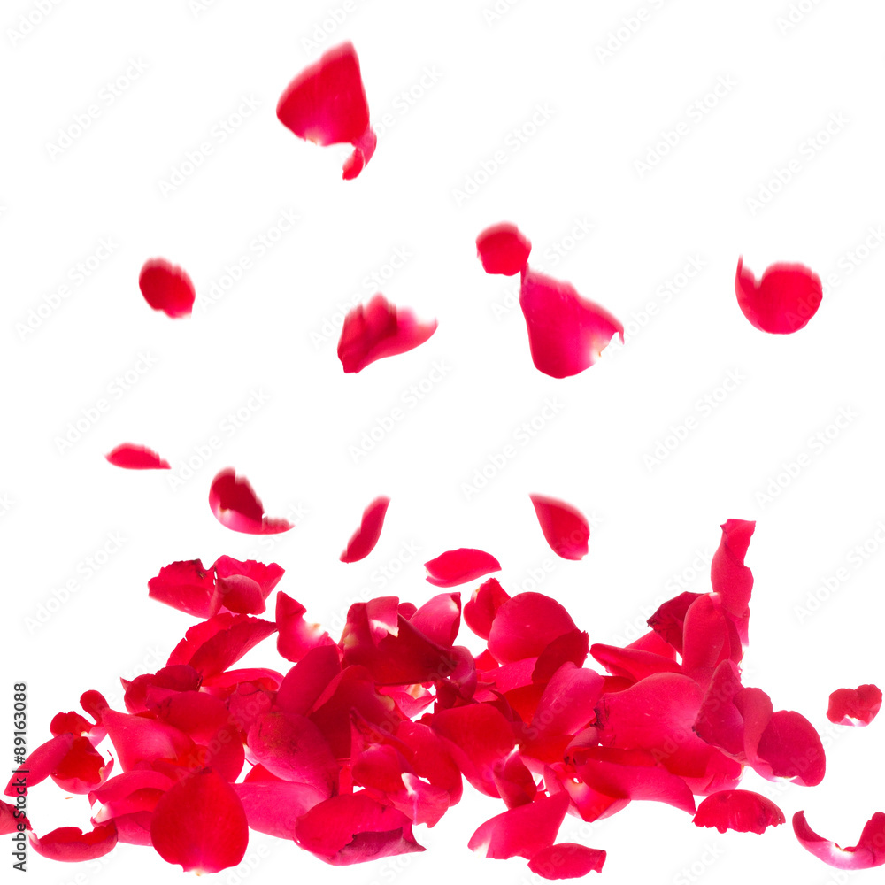 Fototapeta premium rose petals isolated on white background