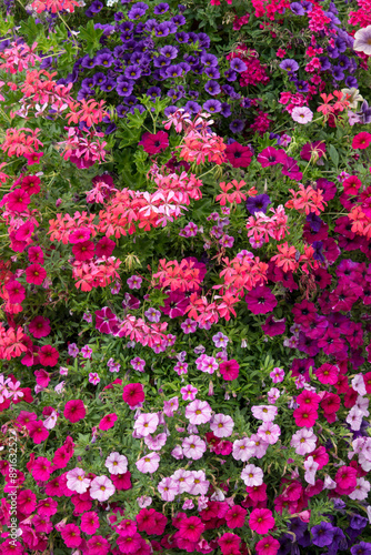 Fototapeta Naklejka Na Ścianę i Meble -  Petunien und Geranien