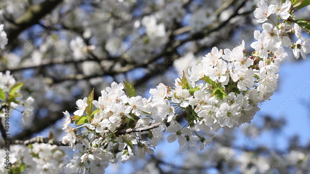 White cherry tree blossom with blue sky White cherry tree blossom with blue sky