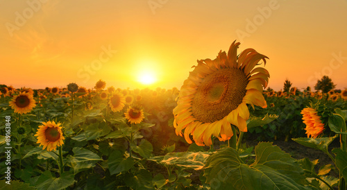 Fototapeta Naklejka Na Ścianę i Meble -  Sunflowers