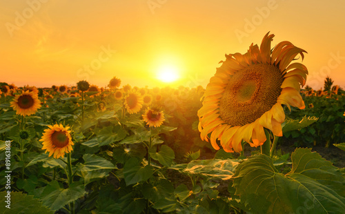 Fototapeta Naklejka Na Ścianę i Meble -  Sunflowers