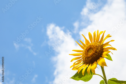 Fototapeta Naklejka Na Ścianę i Meble -  向日葵と青空