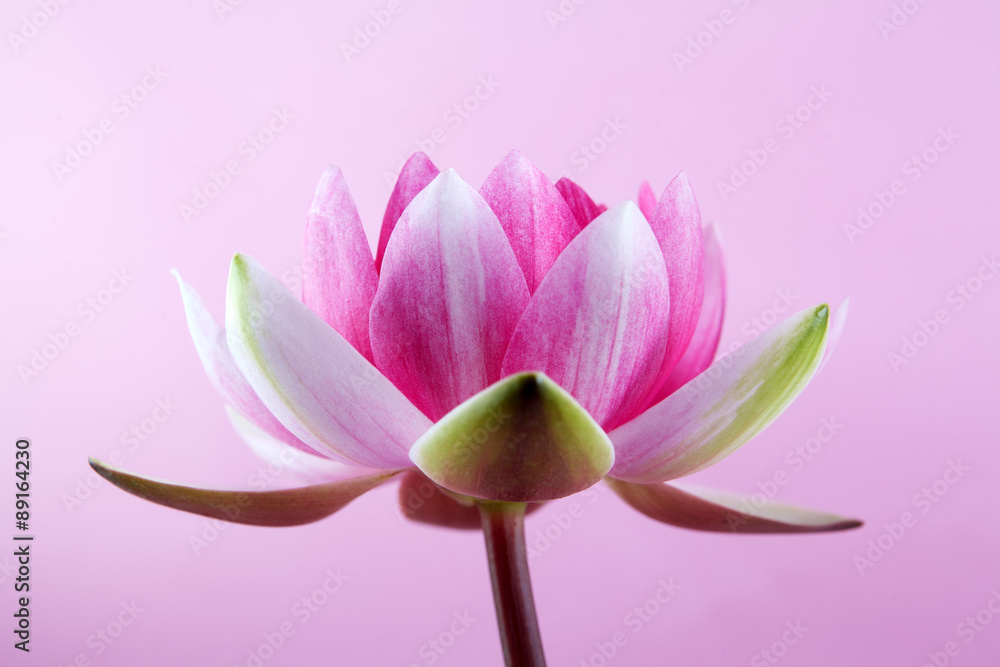 Fototapeta premium water lily, lotus on pink