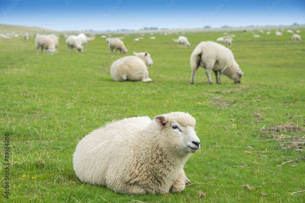 Obraz premium sheep on a meadow