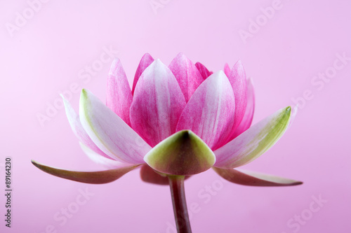 water lily  lotus on pink