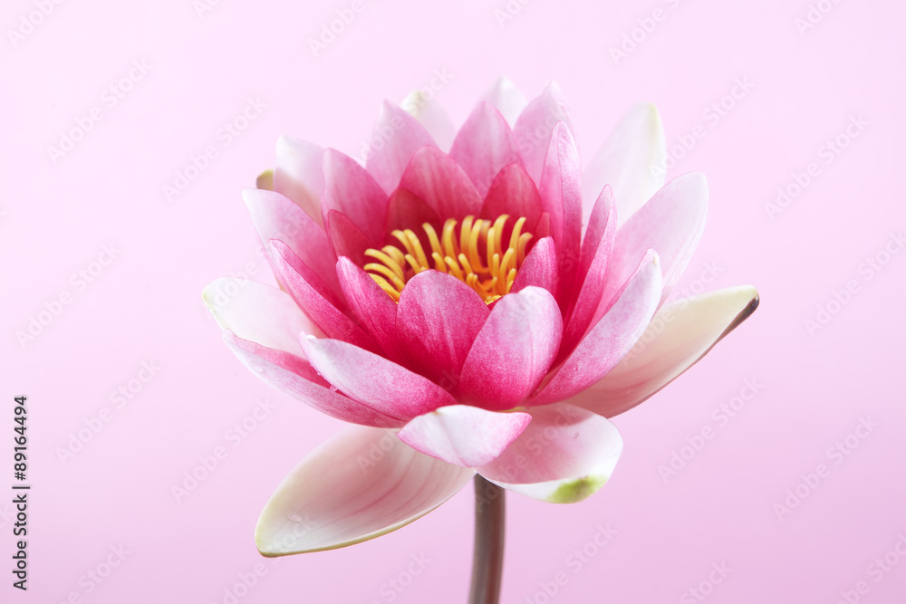Obraz premium water lily, lotus on pink