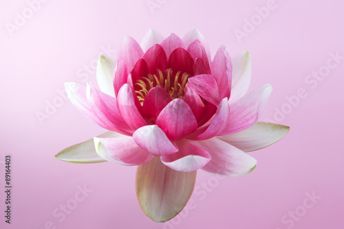 water lily, lotus on pink