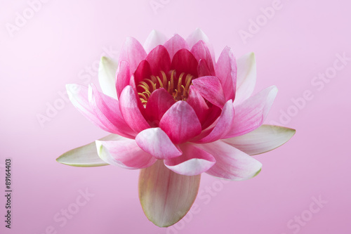 Fototapeta Naklejka Na Ścianę i Meble -  water lily, lotus on pink