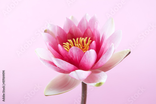 water lily, lotus on pink © vetre