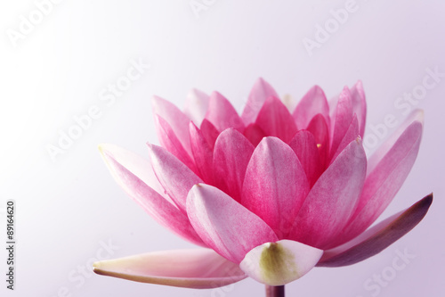 Fototapeta Naklejka Na Ścianę i Meble -  water lily, lotus on pastel background