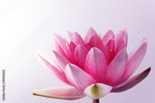 water lily, lotus on pastel background