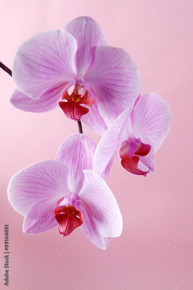 Fototapeta premium Pink orchid flowers on a pastel background