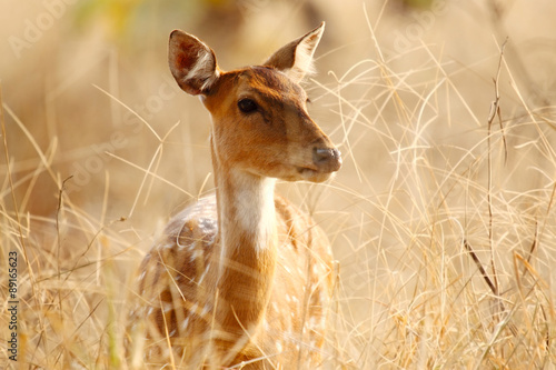 Photography Spotted deer female Portrait in natural habitat at Tadoba Tiger Reserve, Maharas