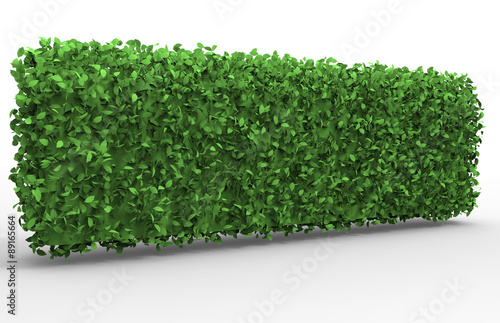 bush on white background , isolated