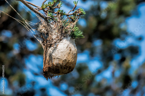 Nest hairy caterpillars photo