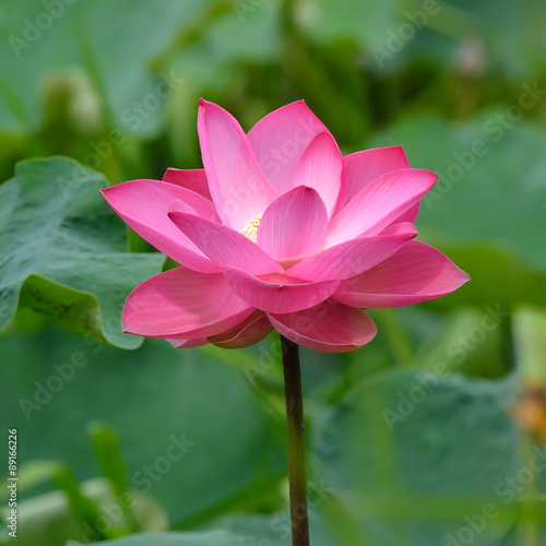 Lotus flower