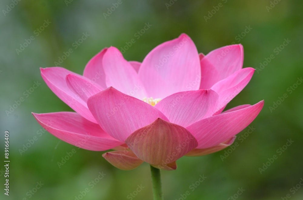 Lotus flower