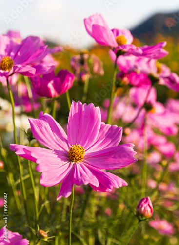  Pink cosmos flower in garden © Singha songsak