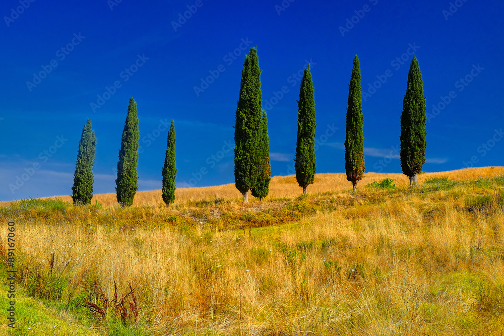 Tuscany Trees Landscape