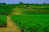 Tuscany  Wine Farm House