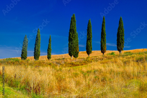 Tuscany Trees Landscape