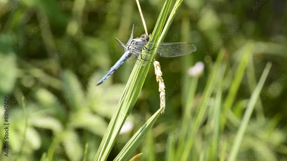 Kleine Blaupfeil, Orthetrum coerulescens, seltene Libelle, Kleine Blaupfeil, Orthetrum coerulescens, seltene Libelle,