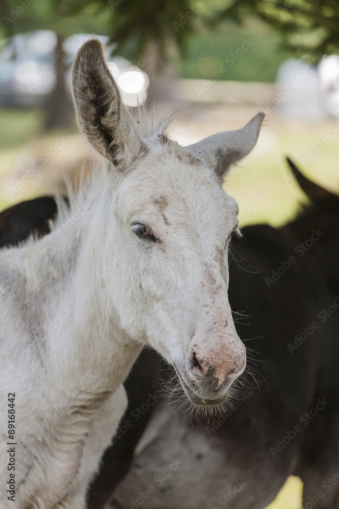 donkey in the farm donkey in the farm