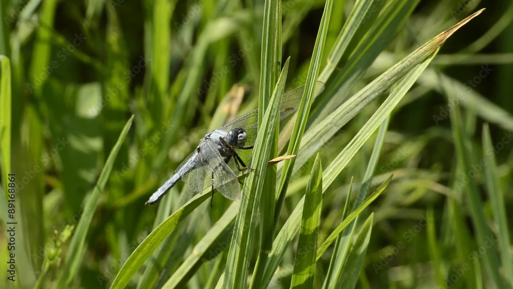 Kleine Blaupfeil, Orthetrum coerulescens, seltene Libelle, Kleine Blaupfeil, Orthetrum coerulescens, seltene Libelle,