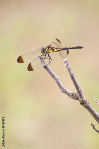 Wallpaper Mural トンボ Torontodigital.ca