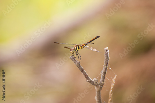 Wallpaper Mural トンボ Torontodigital.ca