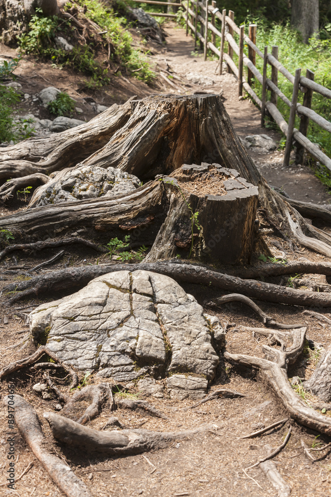 trunks and roots trunks and roots