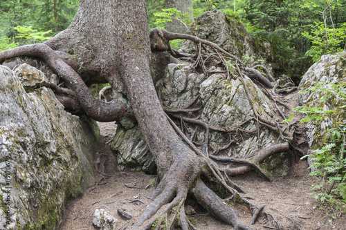 trunks and roots