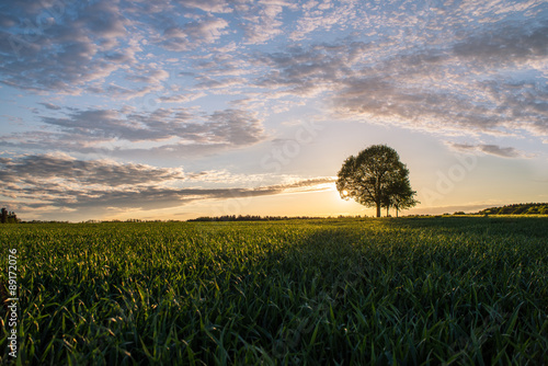 einsamer Baum vor Sonnenuntergang