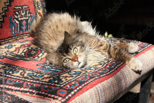 Photography Cat looking at the camera, in a cafe in Istanbul, Turkey.