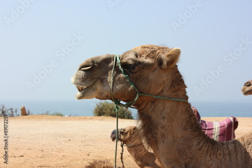 Camels resting on the beach of Tangier, Morocco.