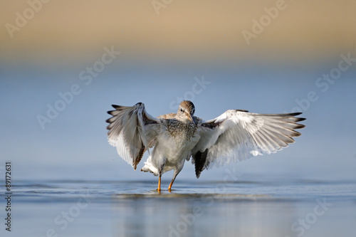 Common Redshank flapping wings at the shallow water photo