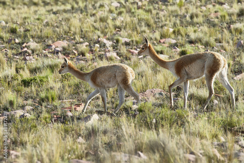 Vicunas in the meadows of Salta province