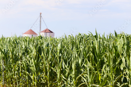 Corn field in the USA