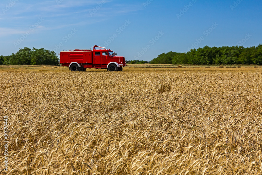 Obraz premium View over a field with mature wheat at farmland.
