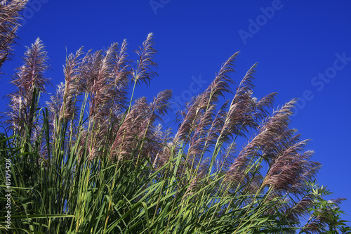 Pampas Grass Leaves
