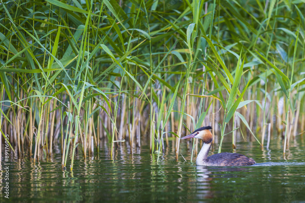 Obraz premium Great Crested Grebe, Podiceps cristatus