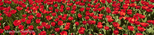 Red Tulips Panorama