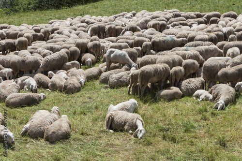 lambs and sheep in the flock in the mountains