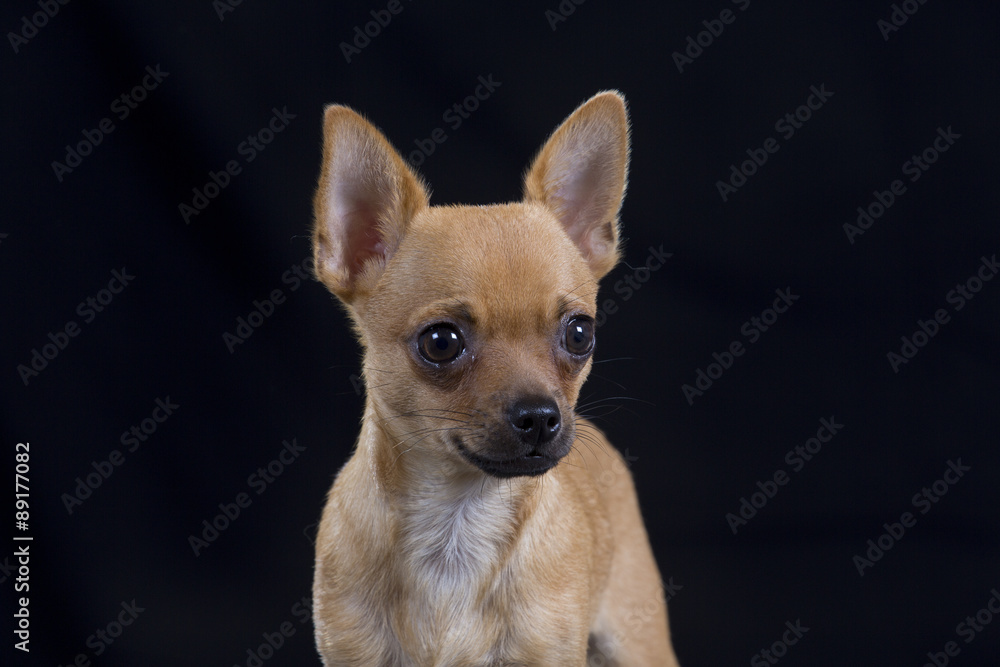 A chihuahua puppy portrait. Image taken in a studio.